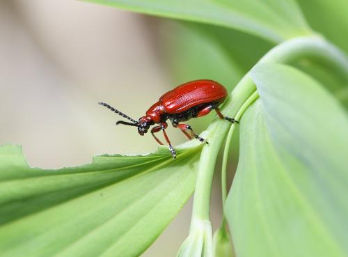 Lilioceris merdigera